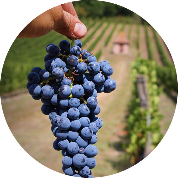 Cave vinicole Alliance Aquitaine