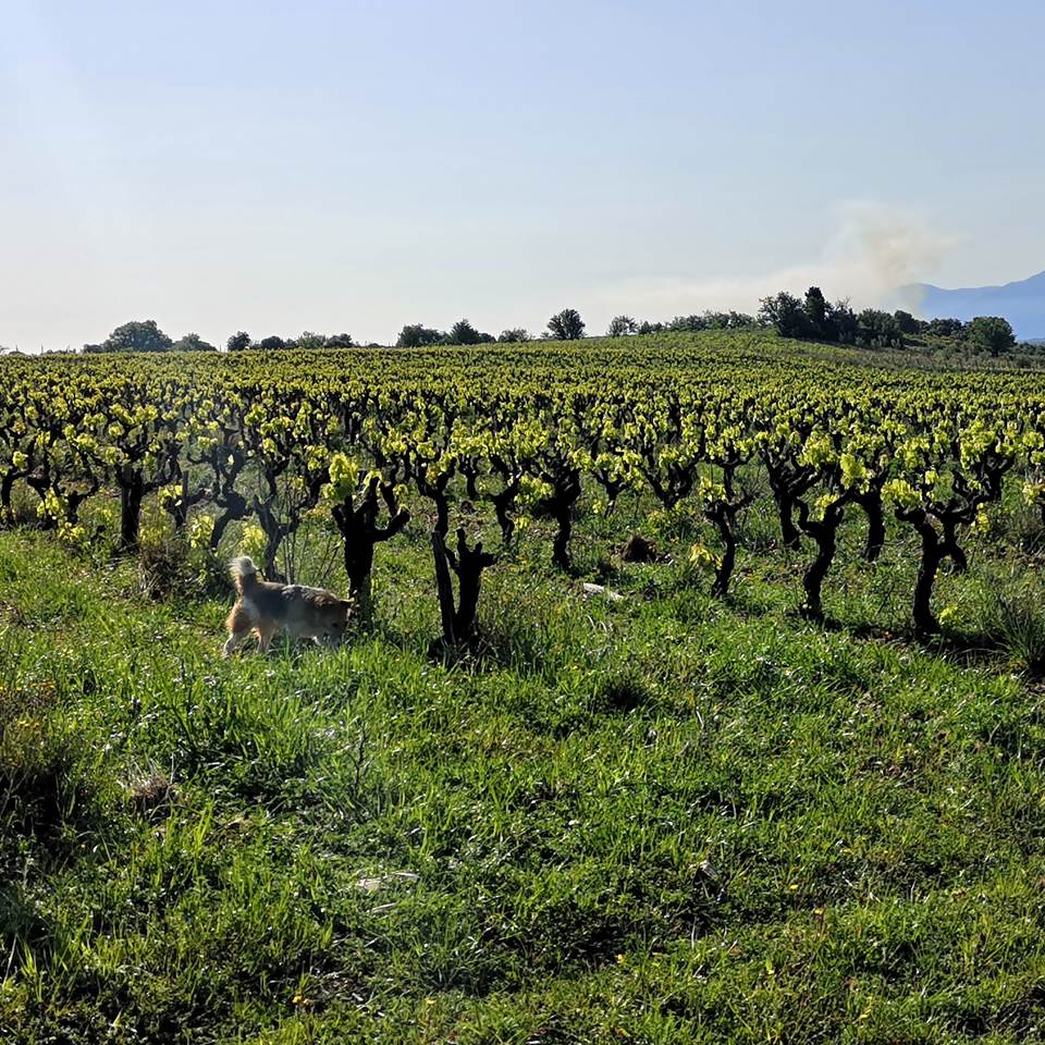 Domaine la Beille