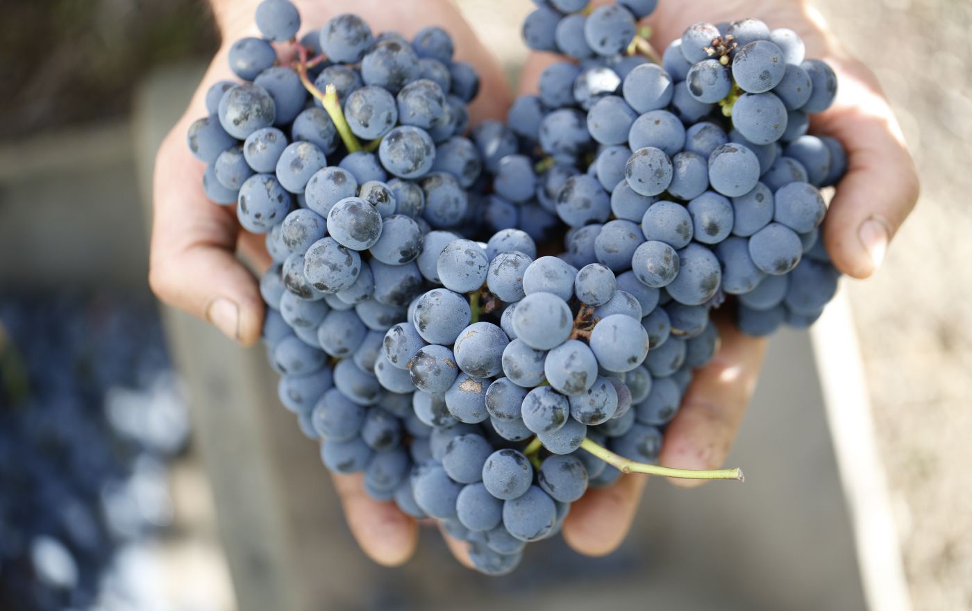 Domaine Olivier