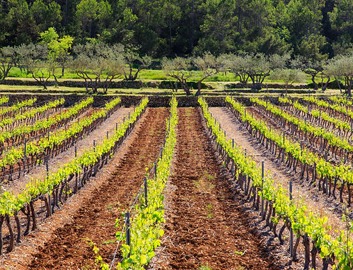 Domaine de la Rose Tremiere