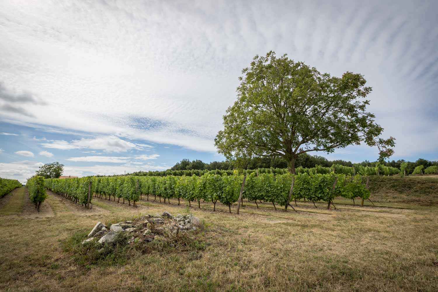 Domaine du Grand Clos