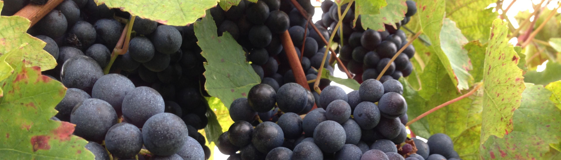 Domaine Saint-Landor