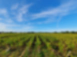 Domaine de la Colline - Vignoble Papin