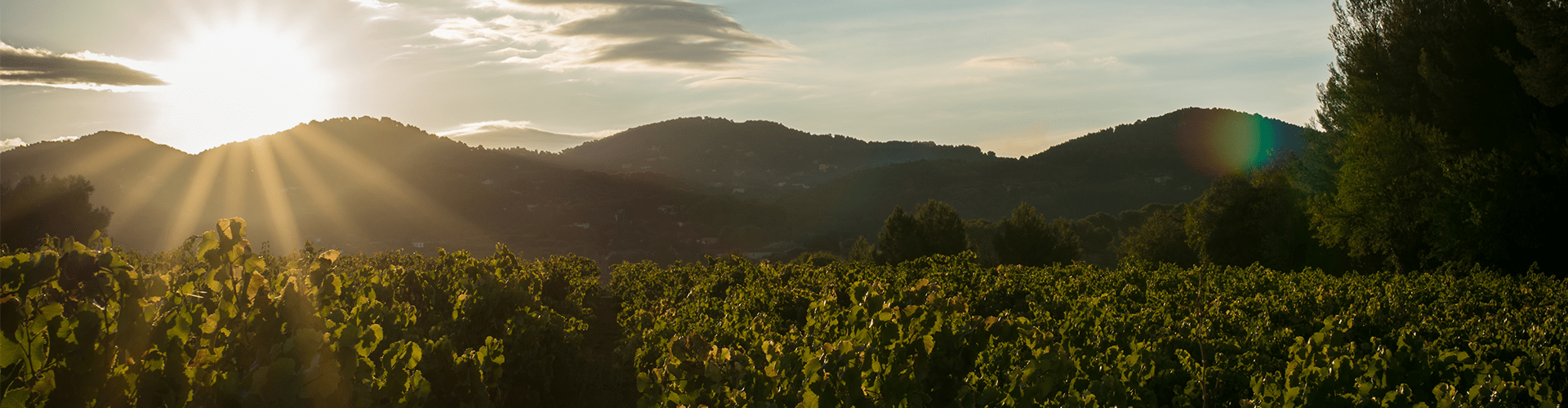 Moulin de la Roque Bandol
