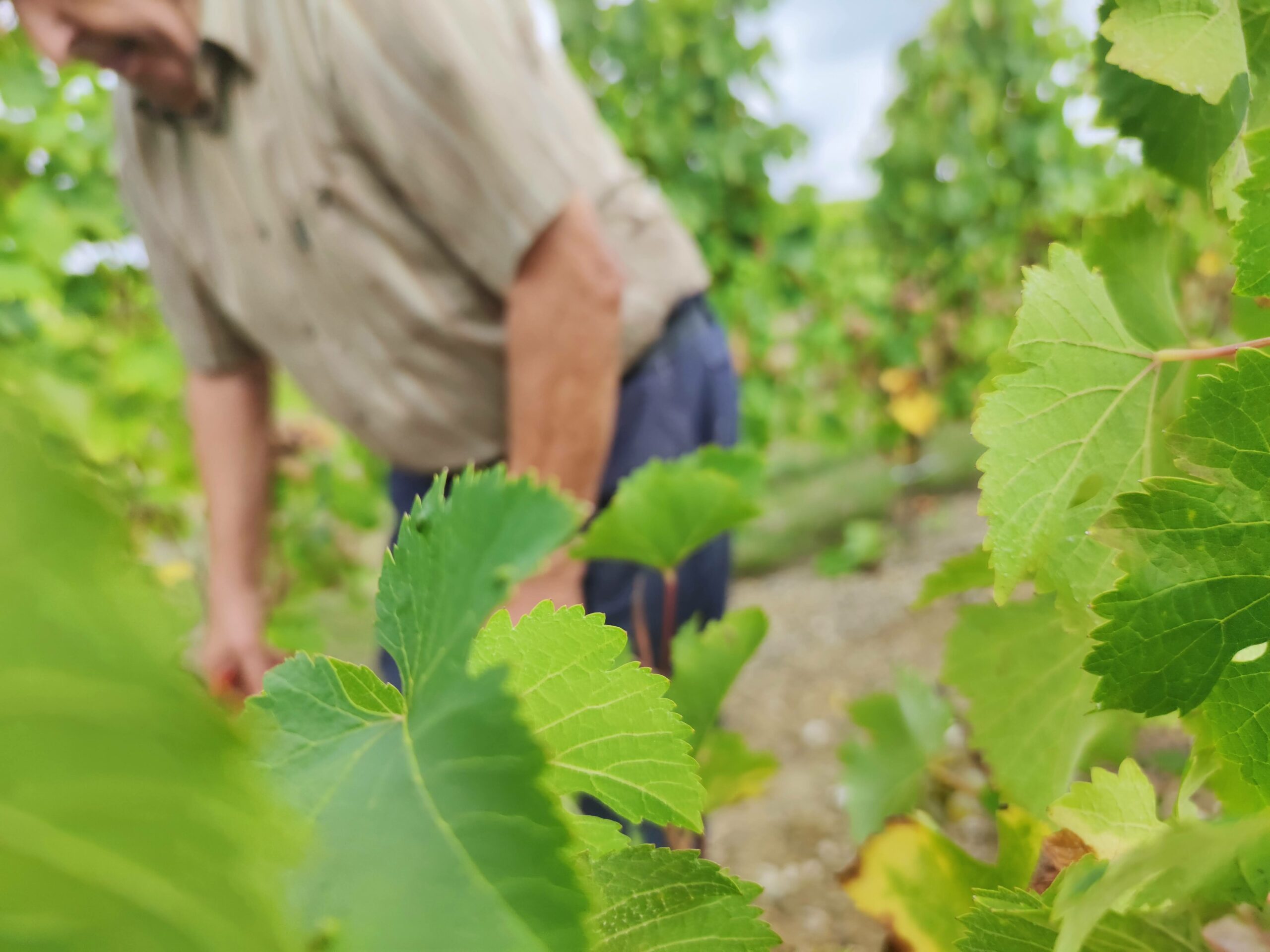 Domaine des Chapelles