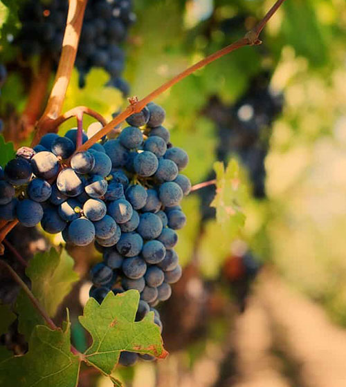 Vignobles du Paradis