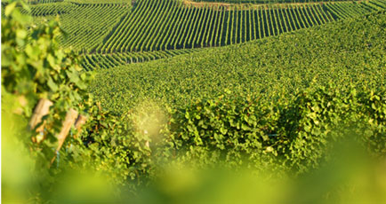 Marcel Hugg, Vins d'Alsace