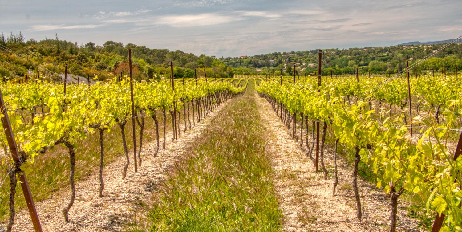 Domaine Saint-Firmin