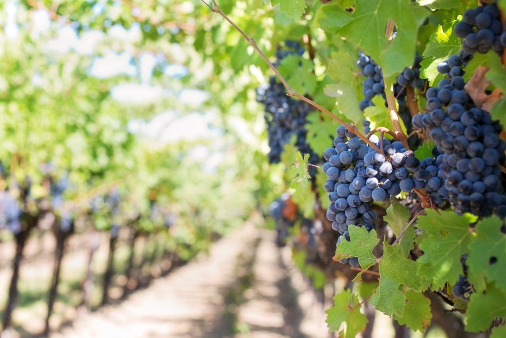 Vignobles Lobre et fils