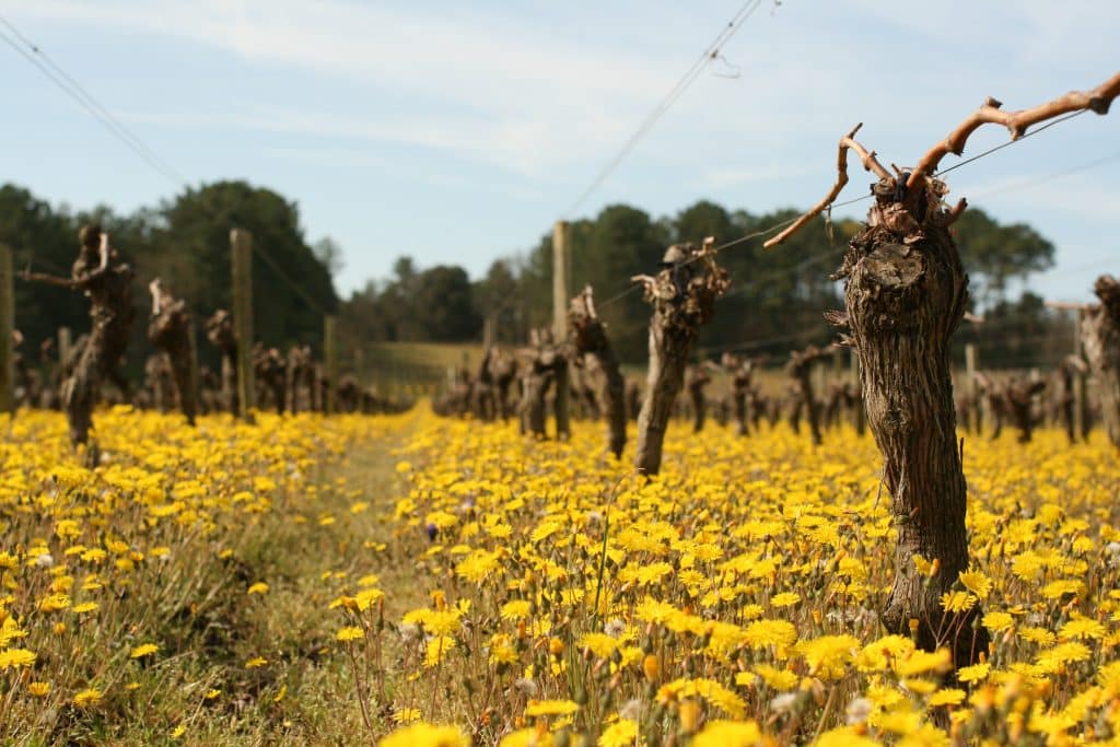 Les Vignerons d'Uni-Médoc