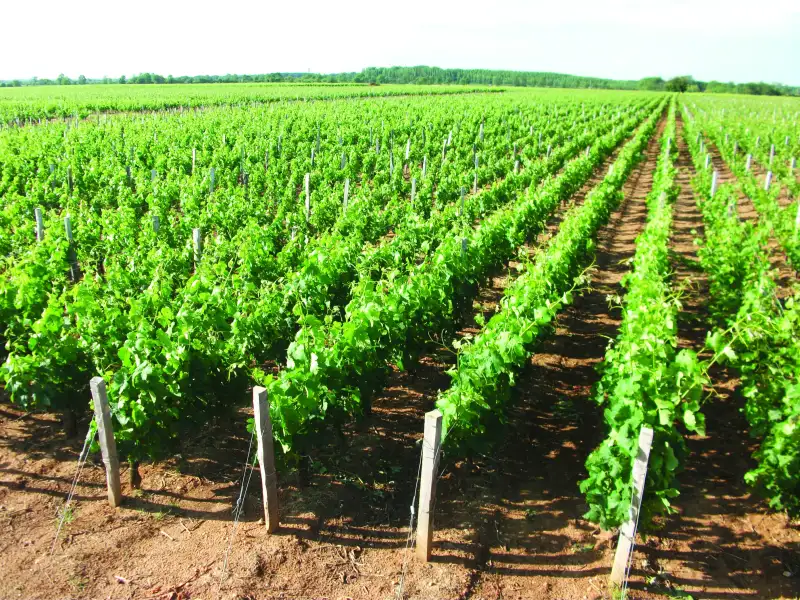 Château Carmenère