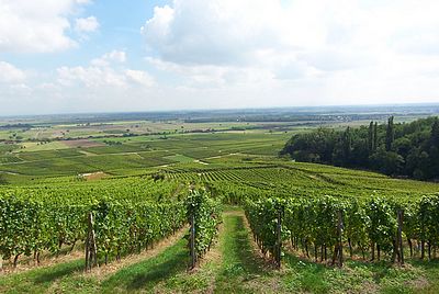 Domaine Jos. Straub