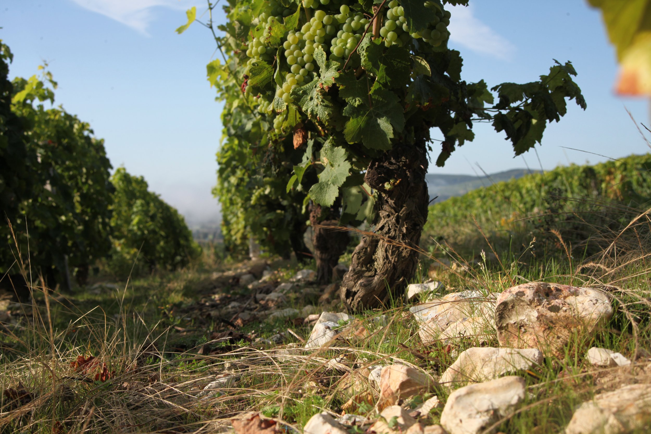 Domaine Laporte
