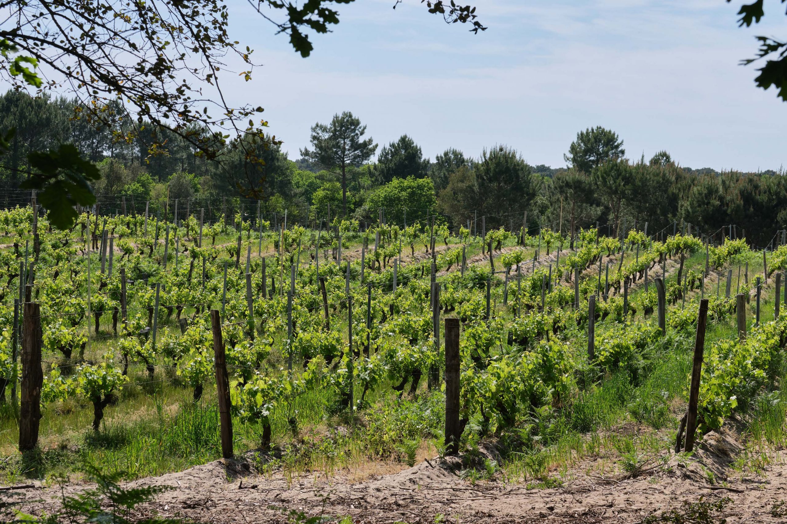 Domaine de la Pointe