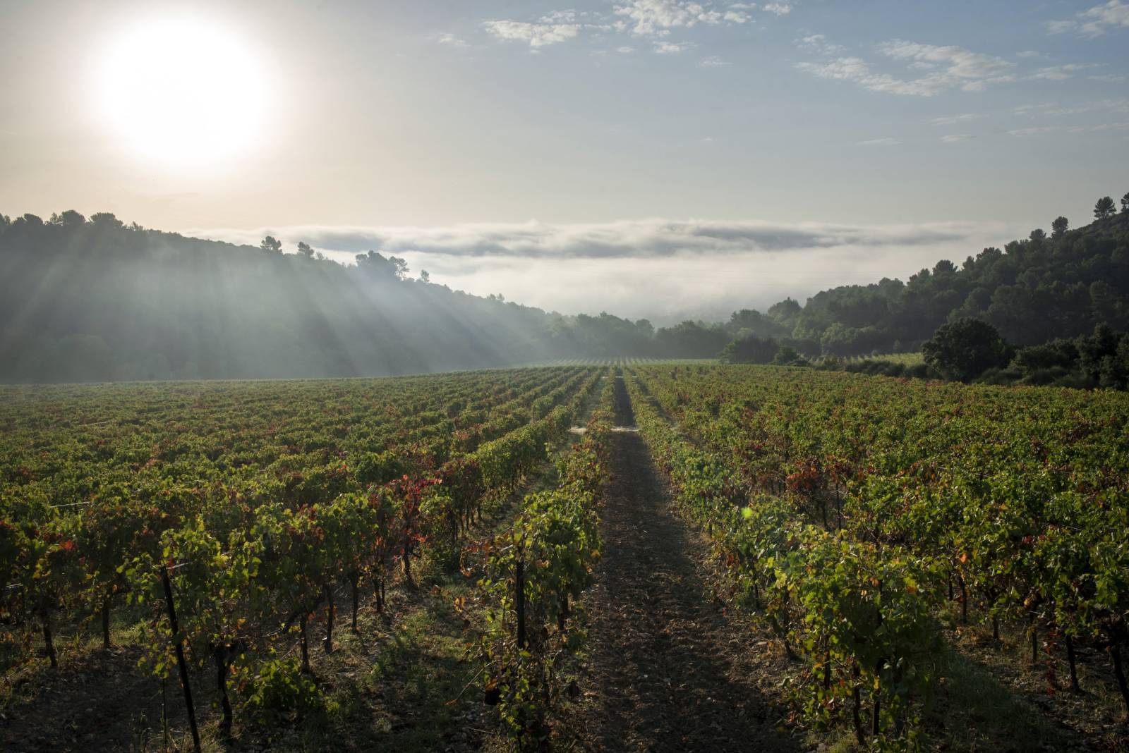 Domaine Saint-Jean