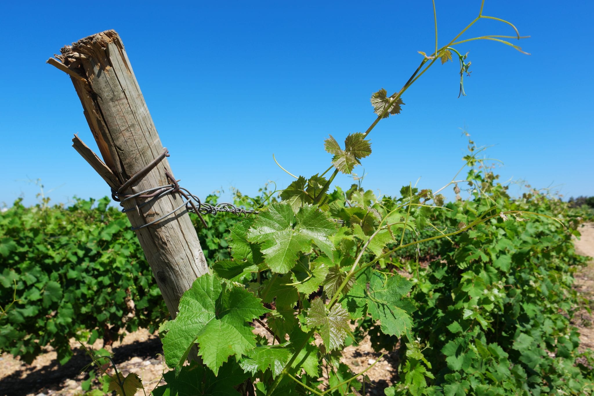 Chateau des Hospices de Canet
