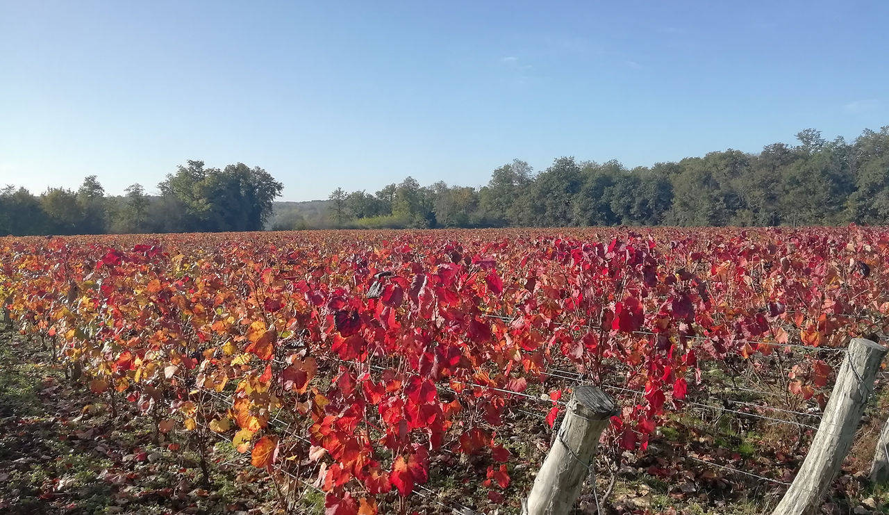 Domaine Rémi Cosson
