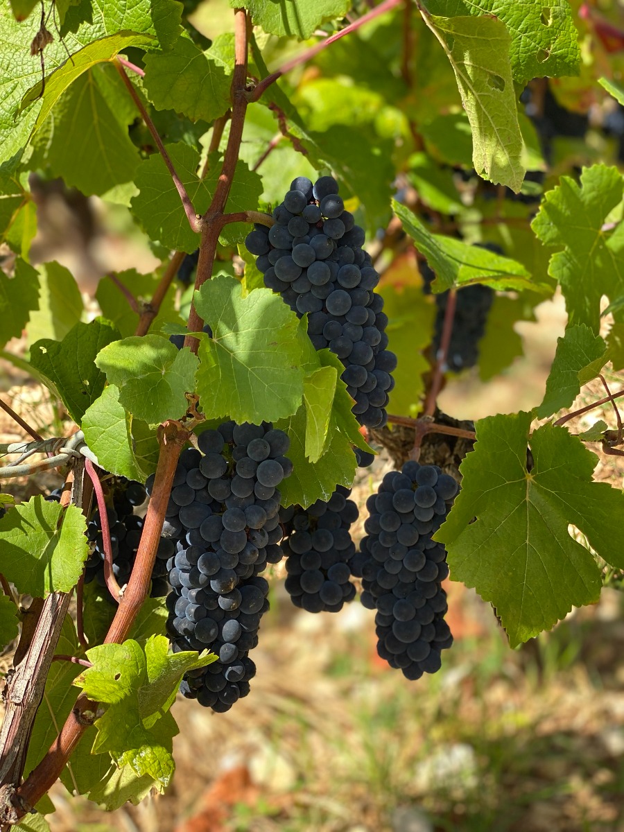 Domaine Huguenot