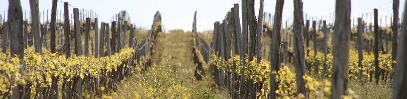 Domaine de Pellehaut