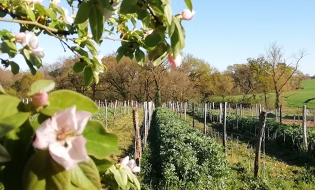 Domaine de Mastric