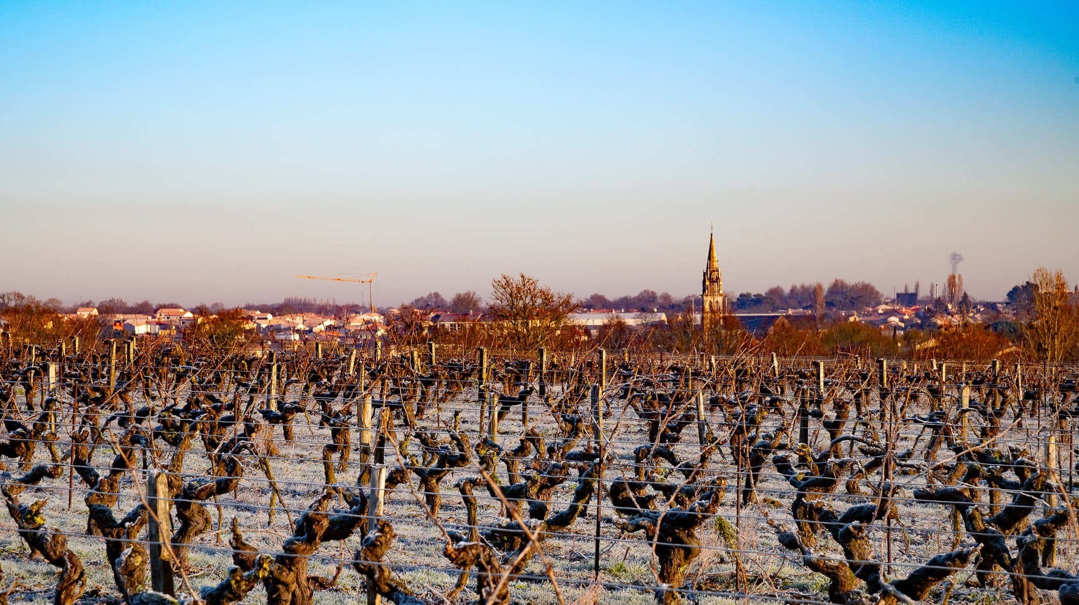 Vignoble Epiard