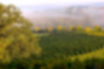 Domaine Sergent