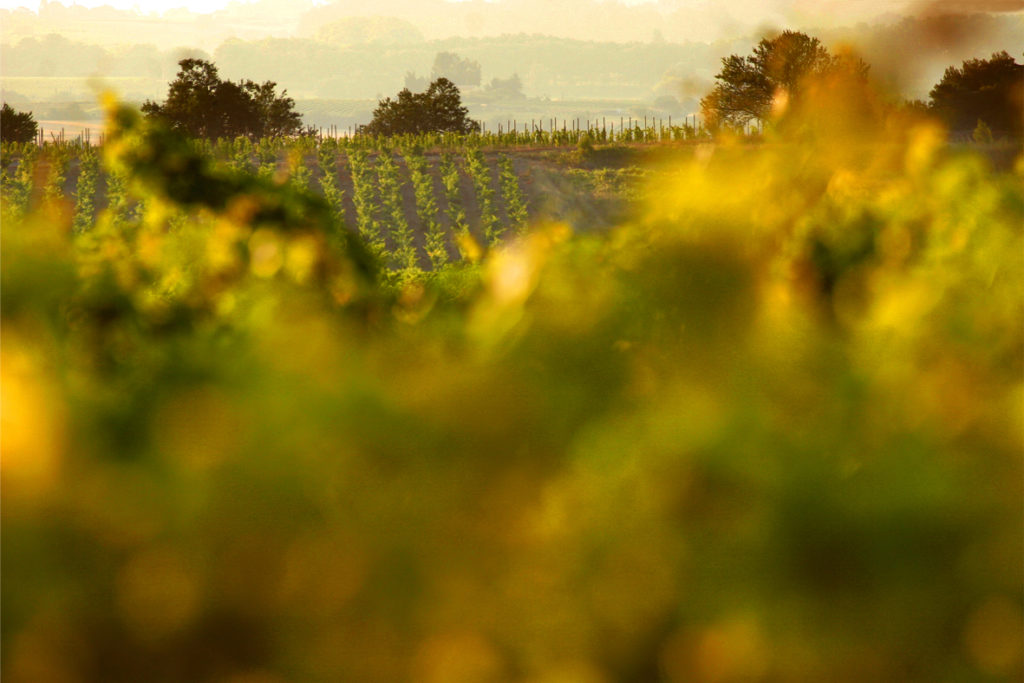 Domaine de la Coste - Moynier