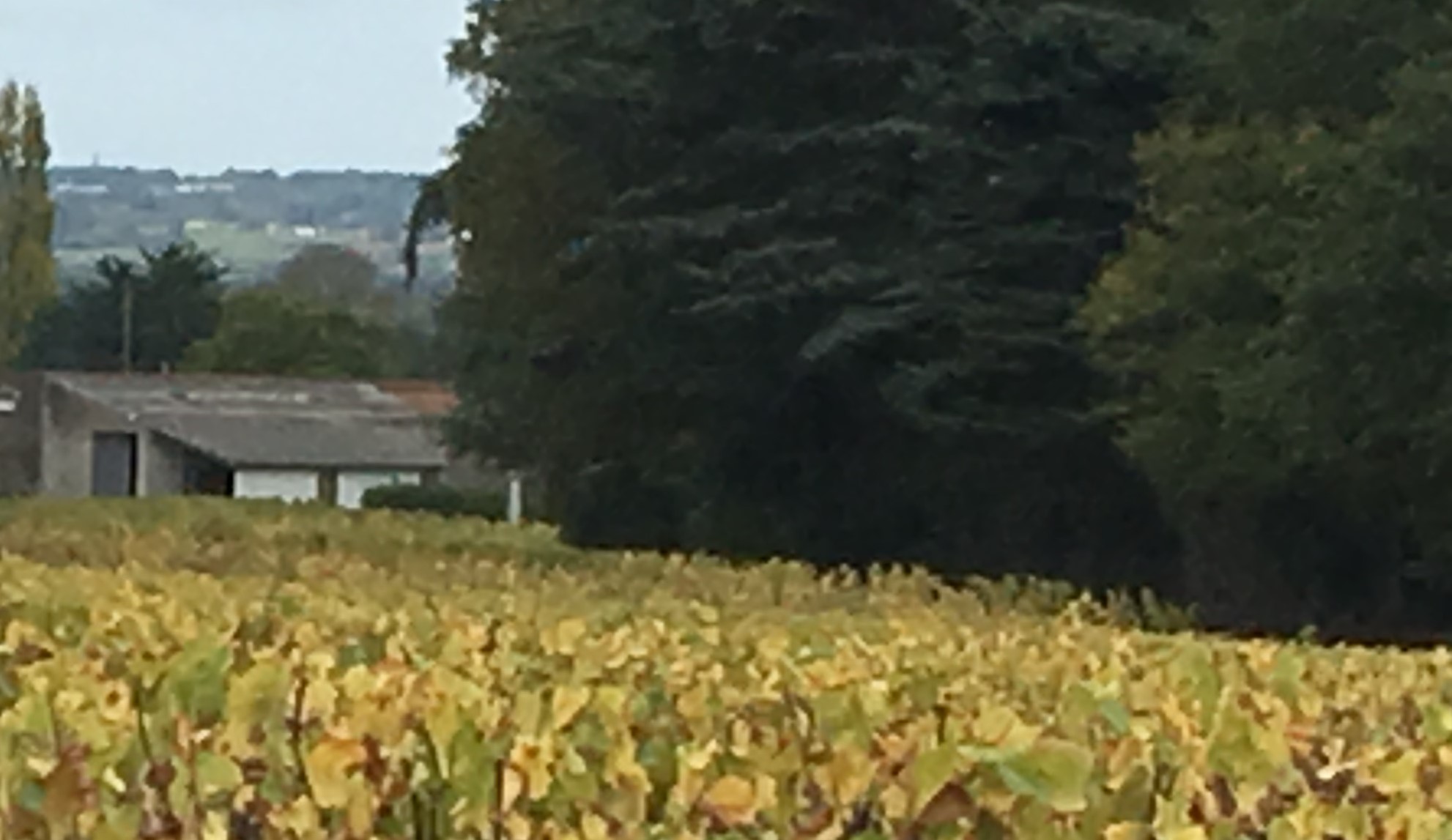 Domaine Michel Bertin