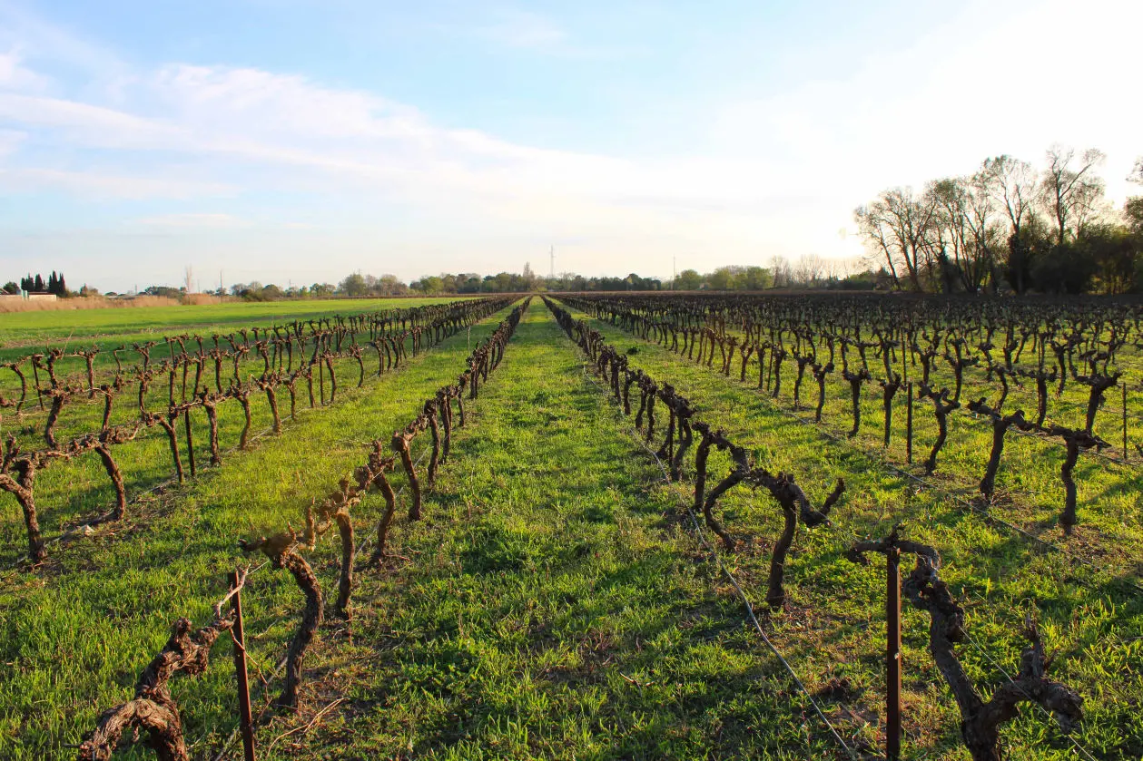 Domaine du Vistre