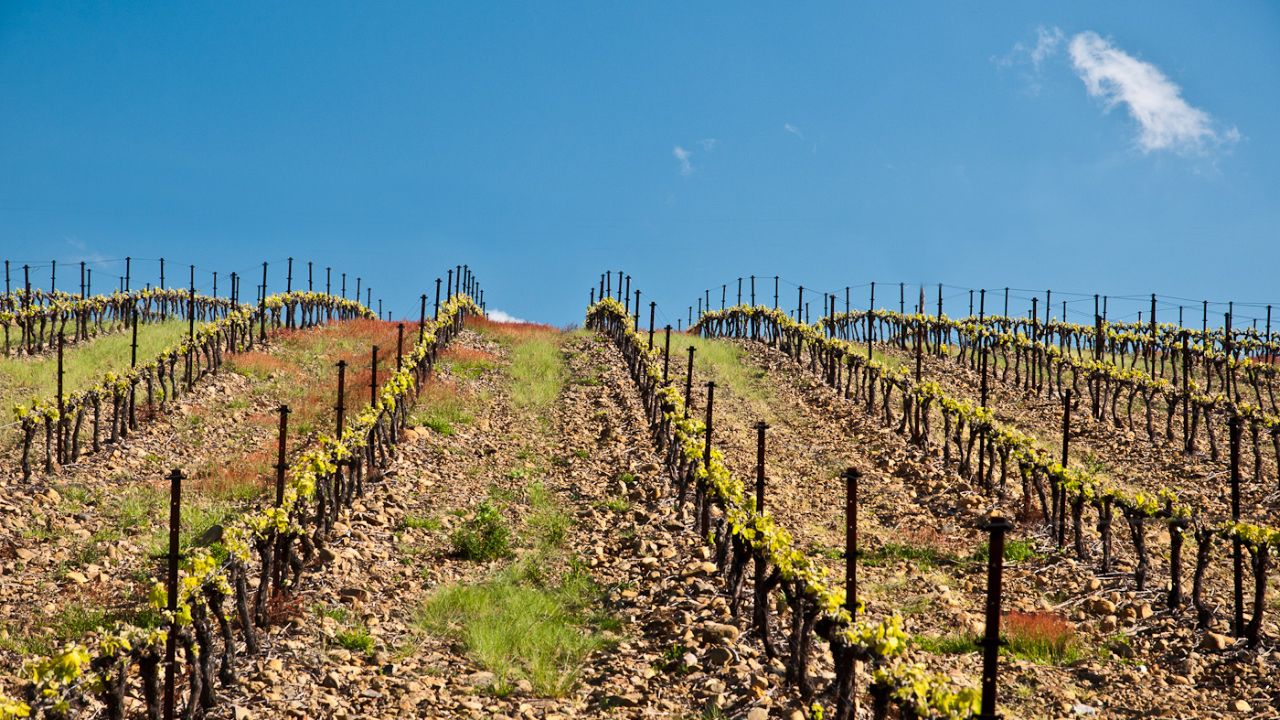Clos Padulis