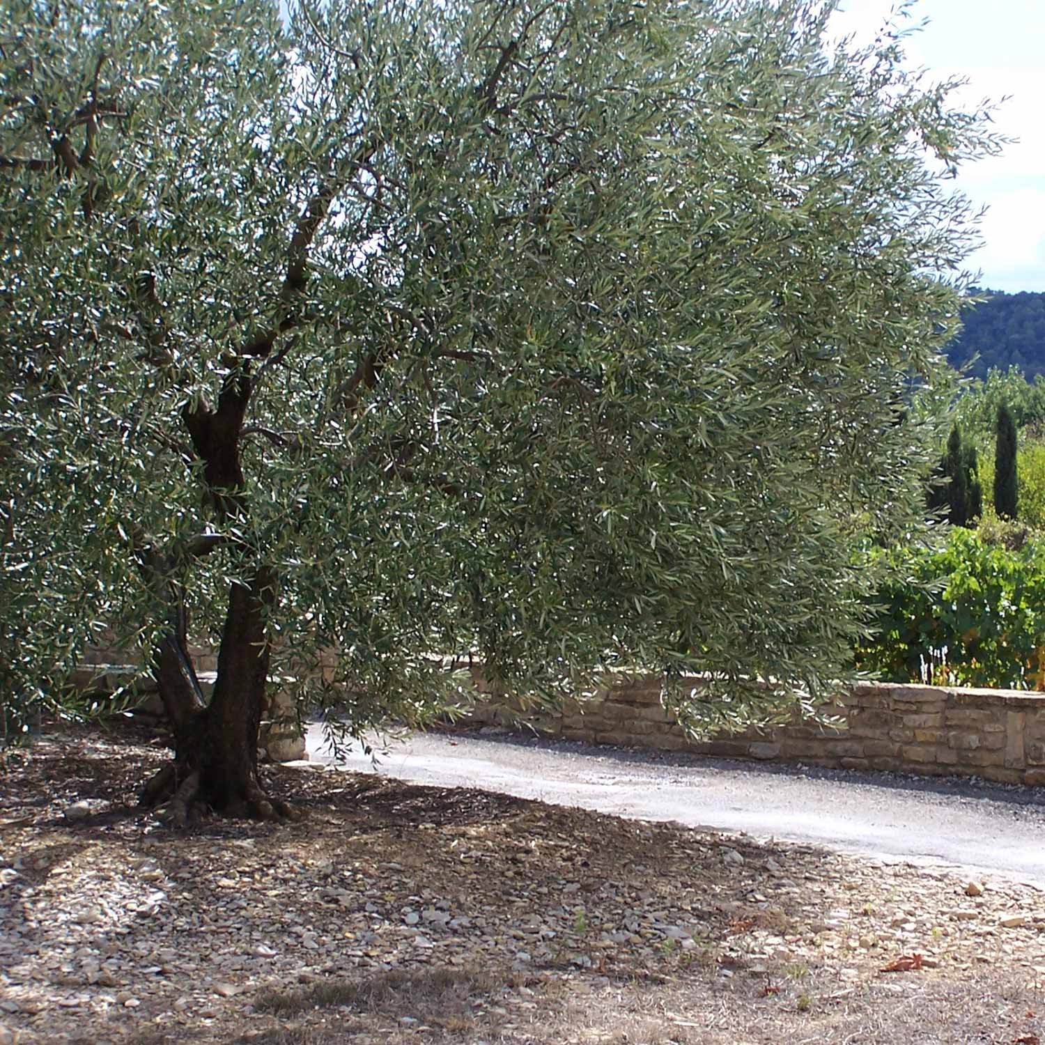 Mas de Farjou