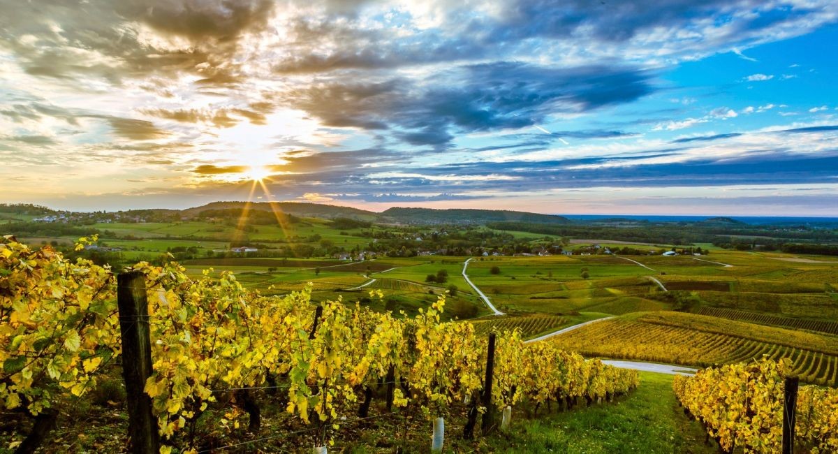 Domaine Les Monts Martin