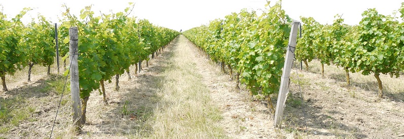 Domaine des Trahan