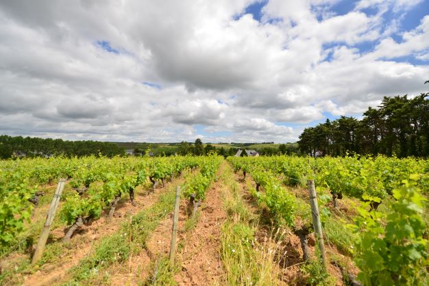 Domaine Pierre Chauvin