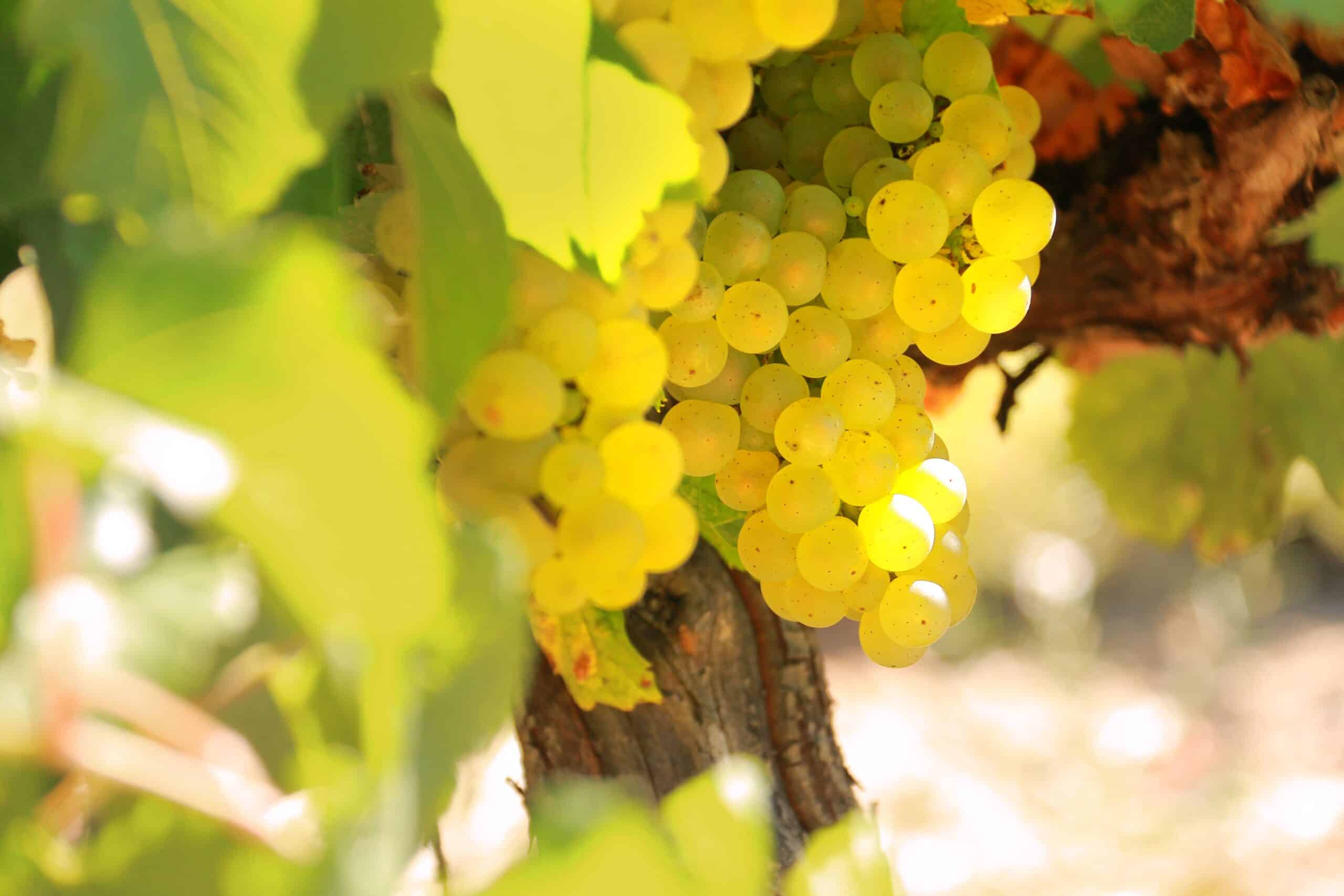Domaine Jacques Laurens