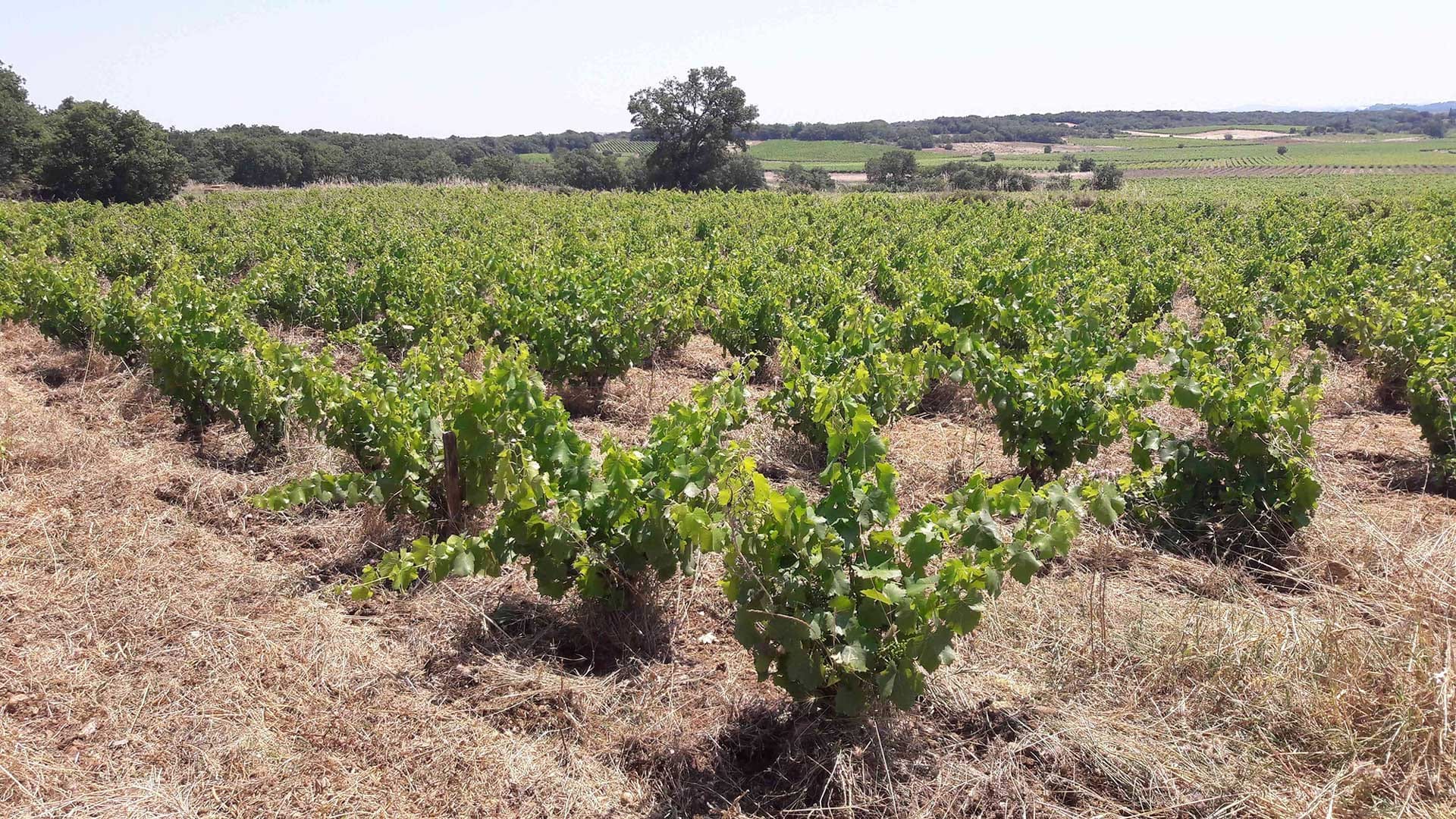Domaine Lacroix-Vanel
