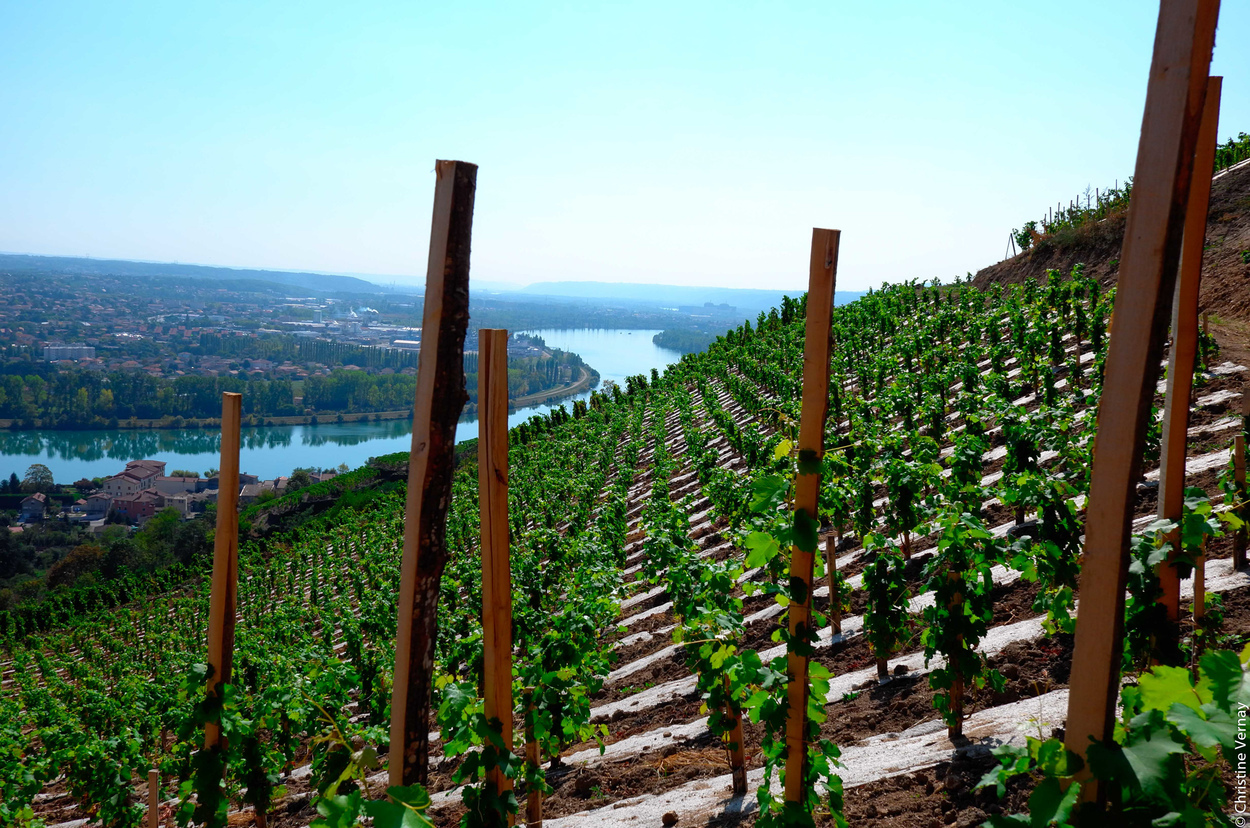 Domaine Vernay