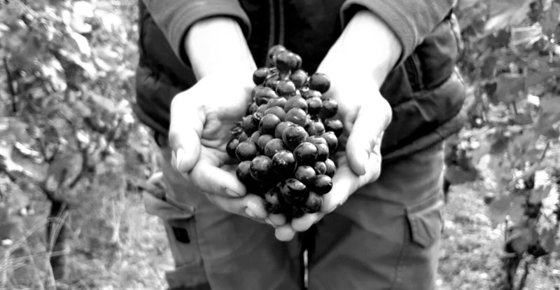 Domaine Godeau