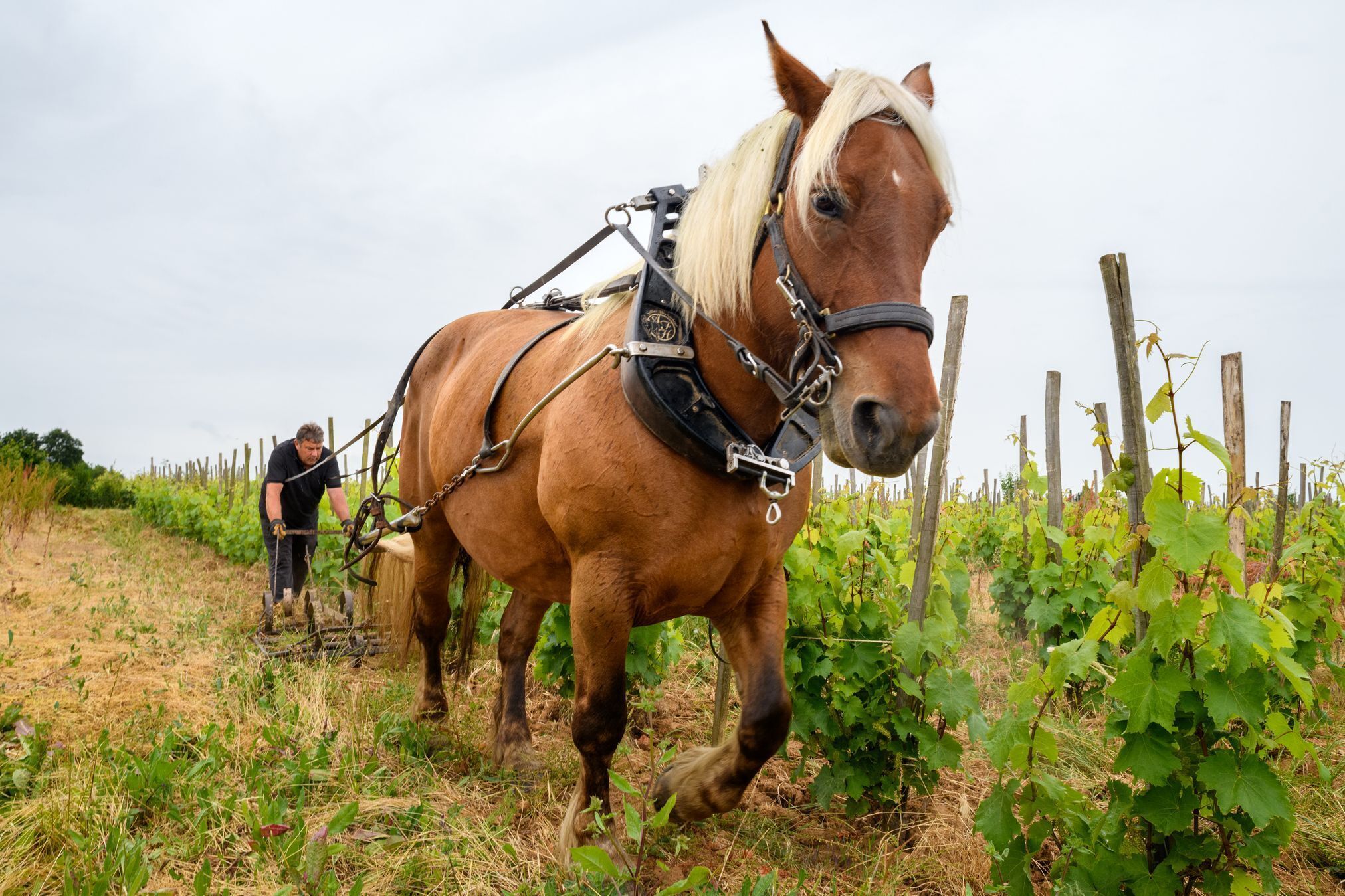 Domaine les Grandes Vignes