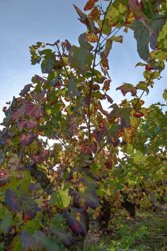 Domaine Bertrand
