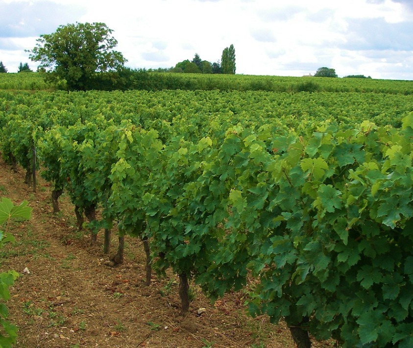 Domaine Stéphane Guion