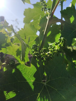 Cognard Vignerons