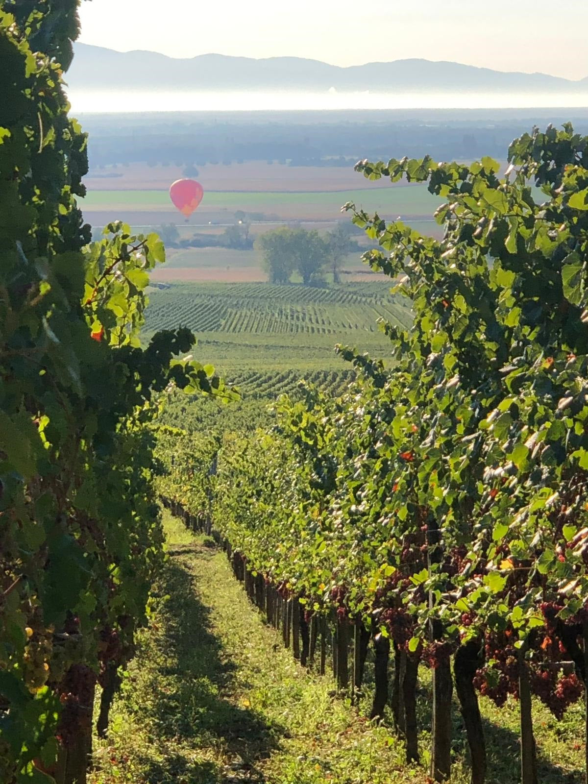 Domaine Welty