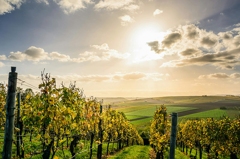 Champagne Camille Courteaux