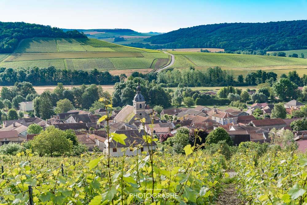 Champagne Guillaume Phelizot