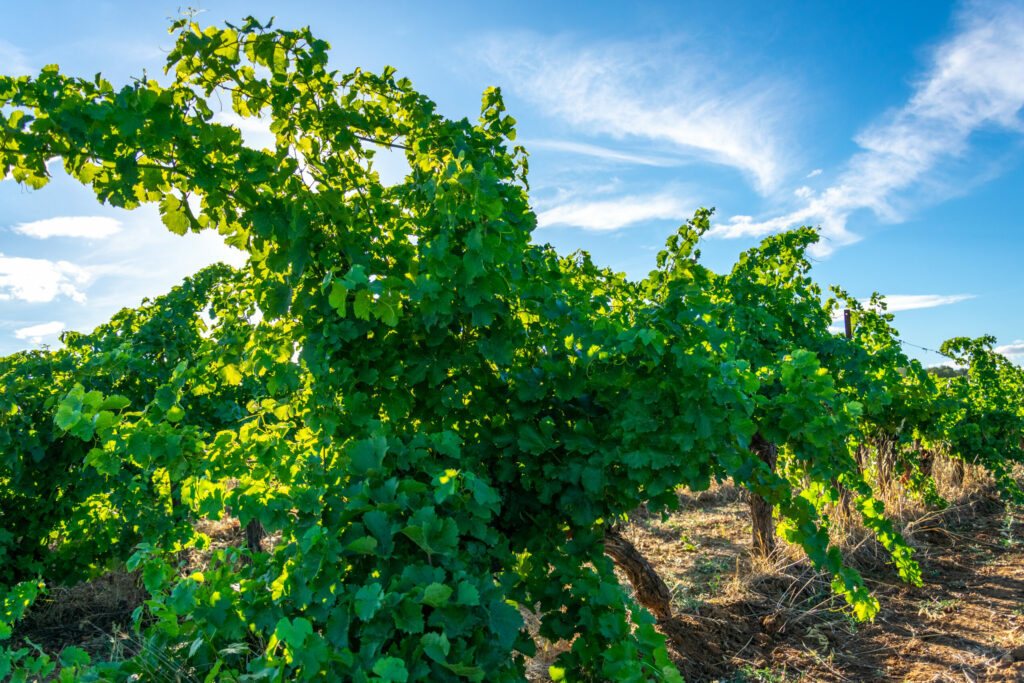 Domaine de l'Unique
