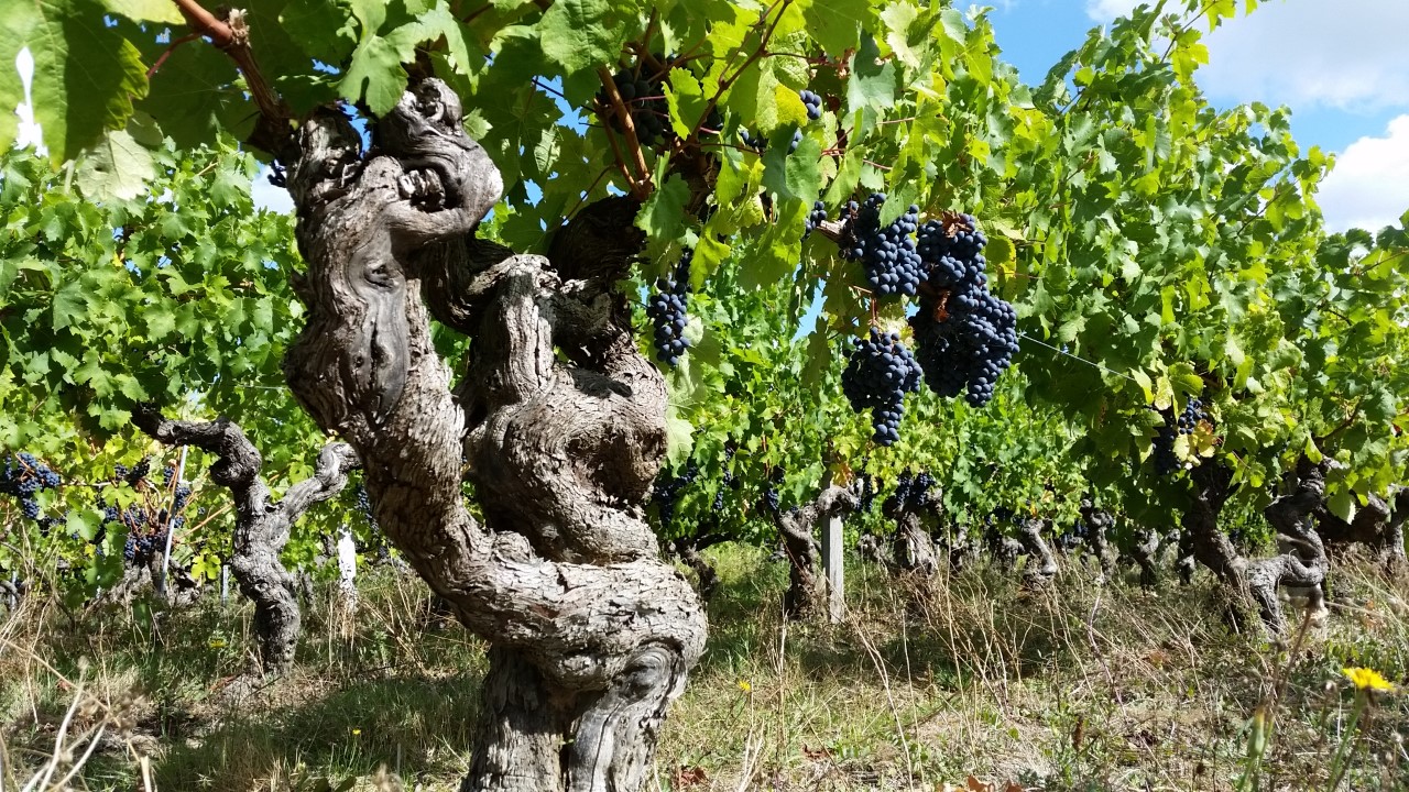 Domaine de la Belle Etoile