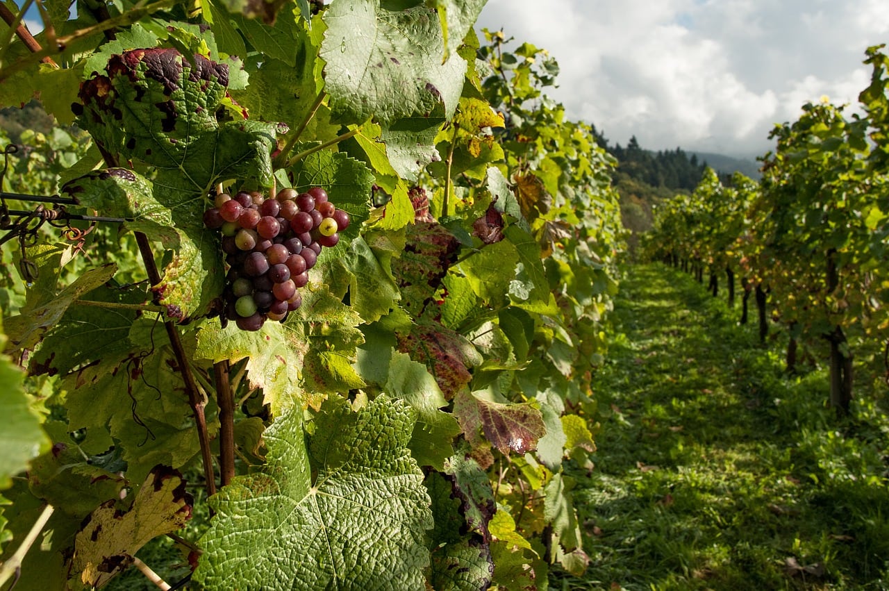 Domaine Clos Mané