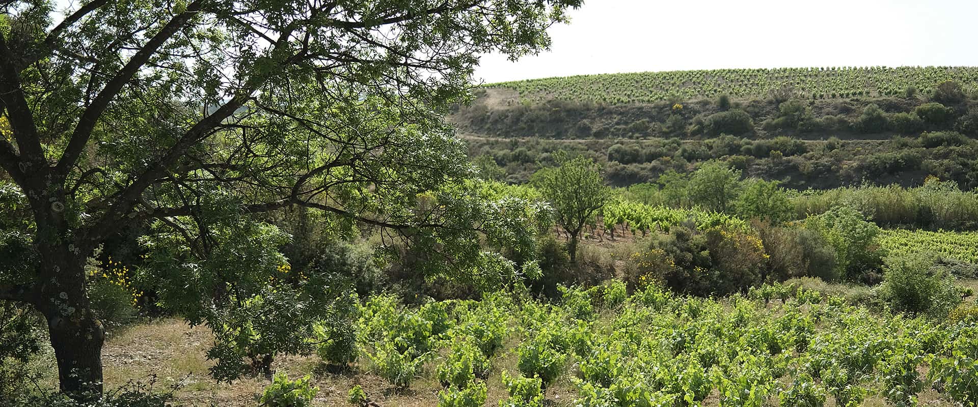 Domaine Binet-Jacquet