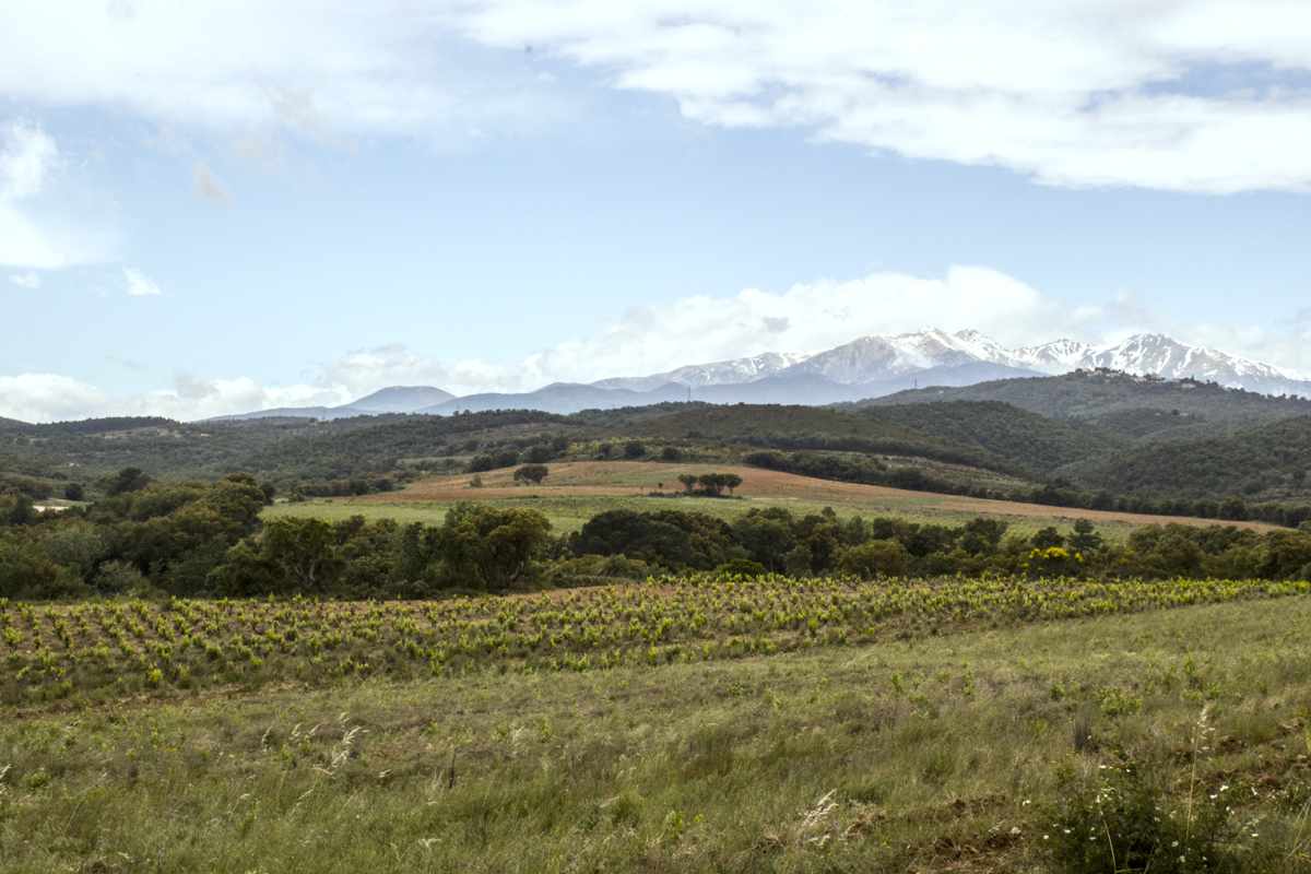 Domaine des Conques